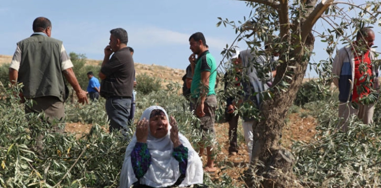 Settlers uproot hundreds of vine and olive saplings in green lands