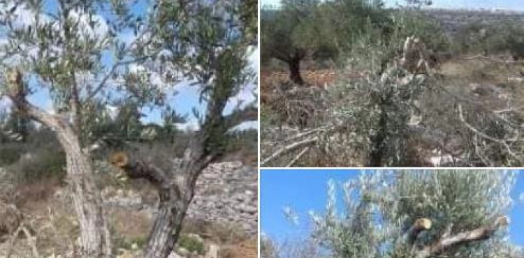 Settlers cut down 12 fruitful olive trees in Kafr Ad-Dik