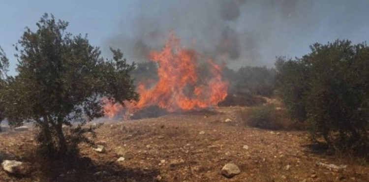 Settlers burn 50 olive trees west of Salfit
