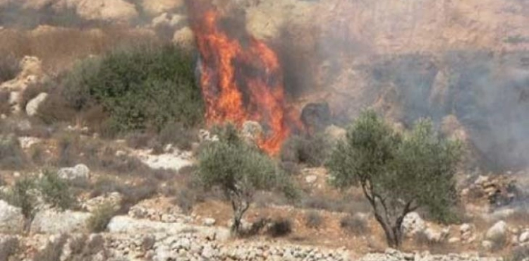 A settler sets fire to hundreds of olive trees in the village of Safa, west of Ramallah