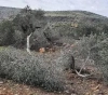 Settlers steal olives and break their branches, west of Salfit
