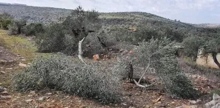 Settlers steal olives and break their branches, west of Salfit