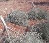 Bethlehem: Settlers steal olives and break some of their branches in Al Jab&acute;a