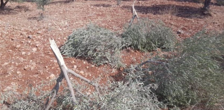 Bethlehem: Settlers steal olives and break some of their branches in Al Jab&acute;a