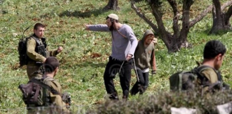 Settlers cut down 30 olive trees in Qaryut