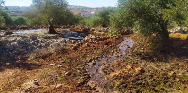 Settlers flood olive and apricot fields in Sebastia with wastewater
