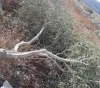 Settlers cut down olive trees and bulldoze lands in Jalud