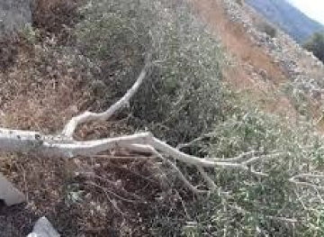 Settlers cut down olive trees and bulldoze lands in Jalud