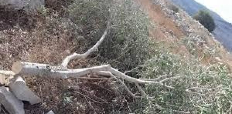 Settlers cut down olive trees and bulldoze lands in Jalud