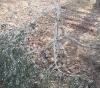 Settlers cut down olive trees in Kafr al-Dik