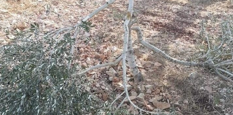 Settlers cut down olive trees in Kafr al-Dik