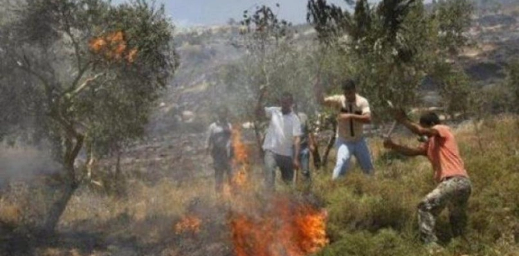 Settlers burn old olive trees in Yatta