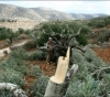 Settlers uproot 250 olive trees in Kisan