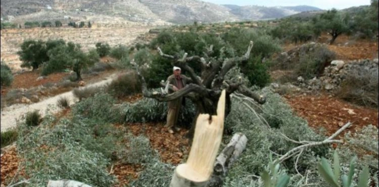 Settlers uproot 250 olive trees in Kisan