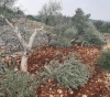 Settlers uproot olive seedlings in Hares