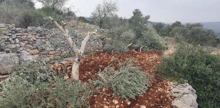 Settlers uproot olive seedlings in Hares