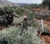 Settlers uproot 300 olive trees in Hares