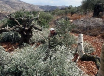 Settlers uproot 300 olive trees in Hares