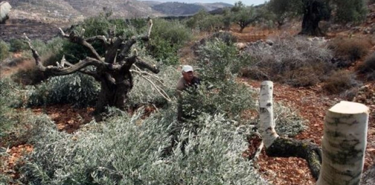 Settlers uproot 300 olive trees in Hares