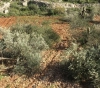 Settlers uproot 130 olive seedlings from the lands of Qusra, southeast of Nablus