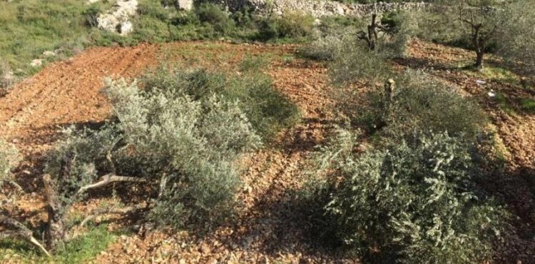 Settlers uproot 130 olive seedlings from the lands of Qusra, southeast of Nablus