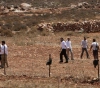 Settlers uproot dozens of trees and attack citizens in Beit Ummar