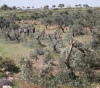 Settlers cut down 100 trees in Masafer Yatta