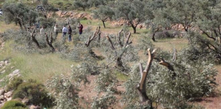 Settlers cut down 100 trees in Masafer Yatta