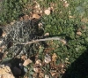 Settlers uproot 120 olive trees and destroy a fence and an agricultural room in Kafr al-Dik