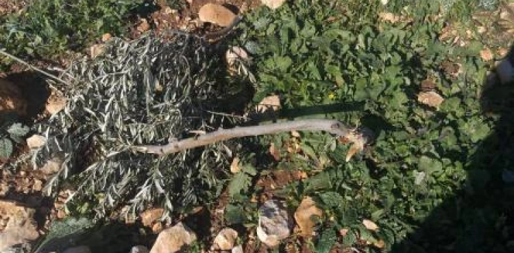 Settlers uproot 120 olive trees and destroy a fence and an agricultural room in Kafr al-Dik