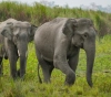 Satellite images to help preserve elephants