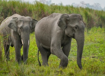 Satellite images to help preserve elephants