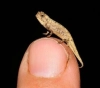 Scientists discover the smallest known reptile species