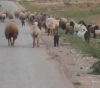 Settler stowed herd of sheep in the Northern Jordan Valley