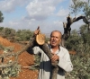 Settlers uproot 40 olive seedlings, south of Nablus