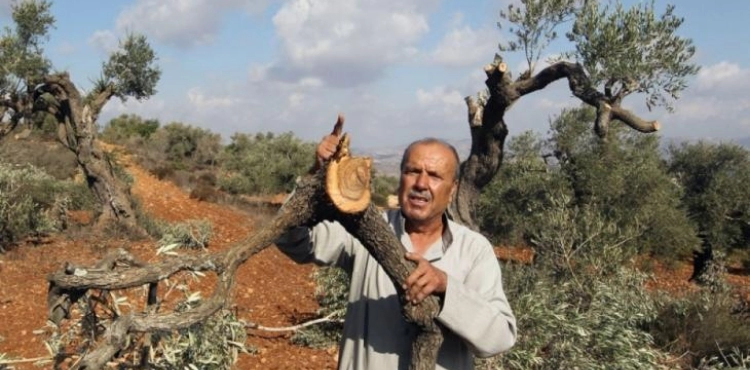 Settlers uproot 40 olive seedlings, south of Nablus