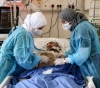 Palestinian hospitals are on the verge of collapse due to Corona and social initiatives to help