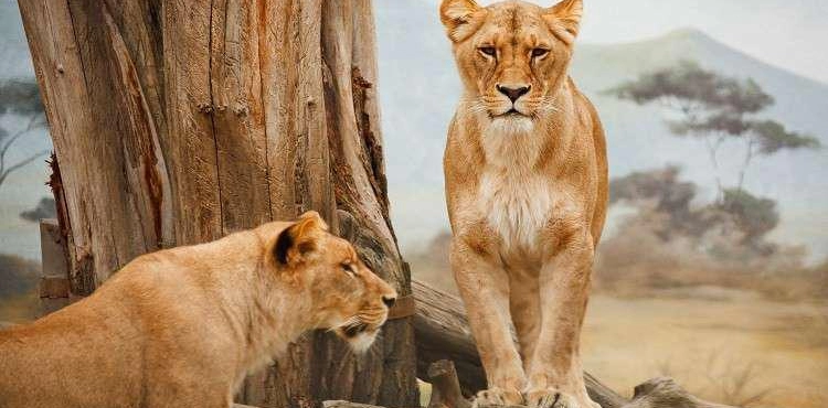 How does tourism kill animals in Africa?