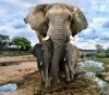 Elephants in Kenya are threatened this time ... the demand for avocados is the reason