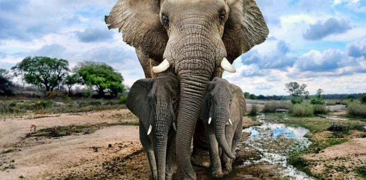 Elephants in Kenya are threatened this time ... the demand for avocados is the reason