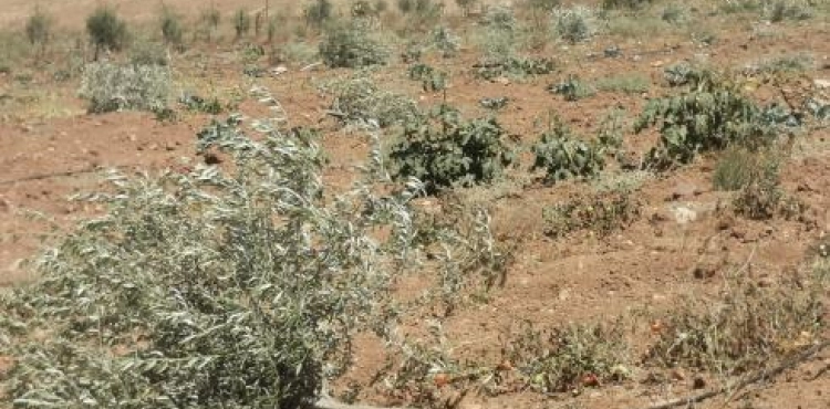 Settlers cut down 100 olive plants in Qusra