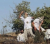 Settlers launch a new attack on the village of Jaloud, south of Nablus