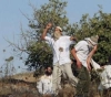 Settlers seize a &quot;cave&quot; and destroy agricultural crops for citizens, east of Yatta