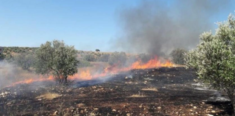 Settlers set fire to olive trees south of Bethlehem