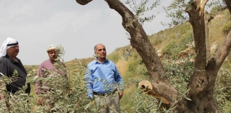Settlers cut down 20 olive trees and damage agricultural crops in Masafer Yatta