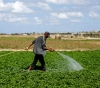 Agricultural Relief: The power outage heralds a real disaster for agriculture in Gaza