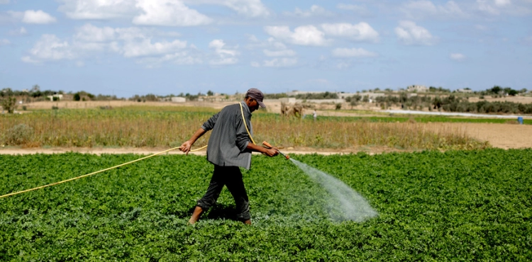 Agricultural Relief: The power outage heralds a real disaster for agriculture in Gaza