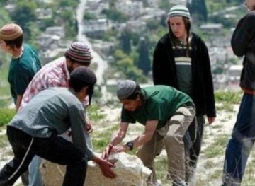 Settlers continue planting trees in the lands of Suwayda in the northern Jordan Valley