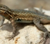 Warnings in the United States because of a species of lizards