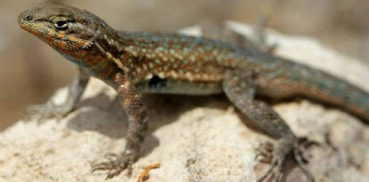 Warnings in the United States because of a species of lizards